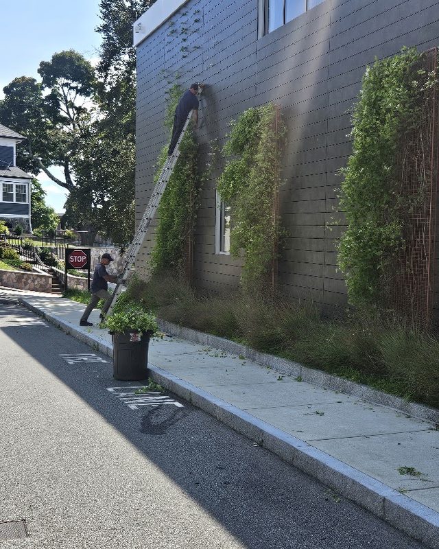 Crew trimming a living green wall on a commercial building